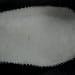 Nike Shox TL CA Edition Off Noir White