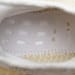 Yeezy Boost 350 V2 A8 Abez